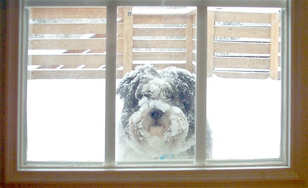 Snow Dog
