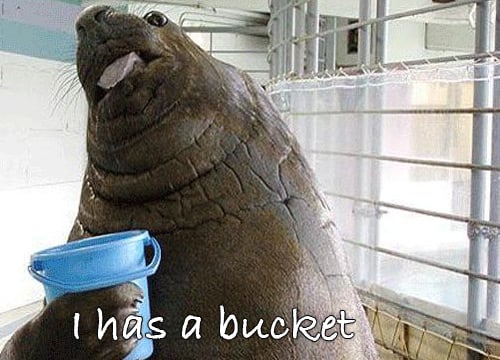 Lolrus Bucket