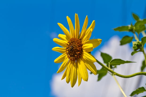 Sunflower
