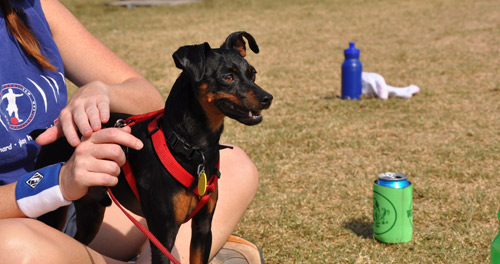 Nikon D90 test shots at kickball in Piedmont Park